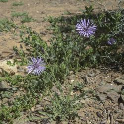 Volutaria lippii