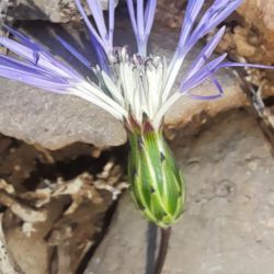 Volutaria maroccana