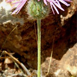 Volutaria muricata