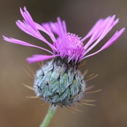 Volutaria muricata