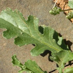 Volutaria sinaica