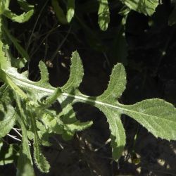 Volutaria tubuliflora