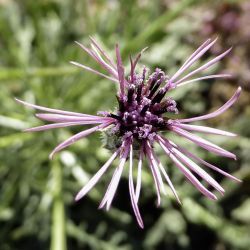 Volutaria tubuliflora