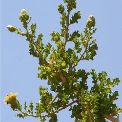 Warionia saharae