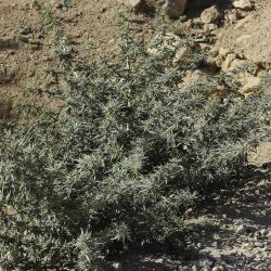Xanthium spinosum