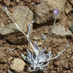 Xeranthemum inapertum