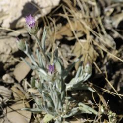 Xeranthemum inapertum