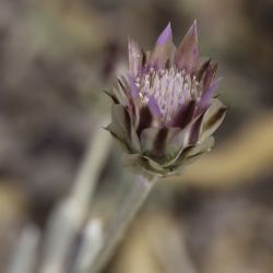 Xeranthemum inapertum