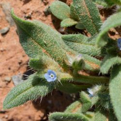 Anchusa hispida