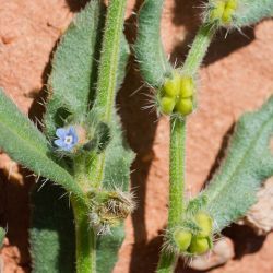 Anchusa hispida