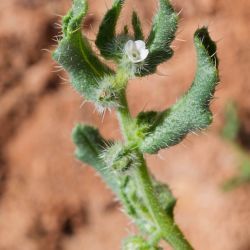 Anchusa hispida