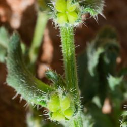 Anchusa hispida