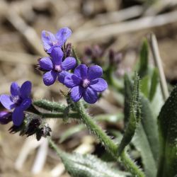 Anchusa italica