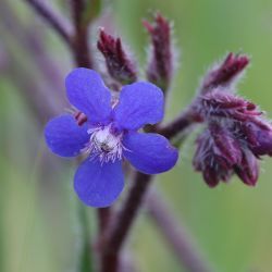 Anchusa italica