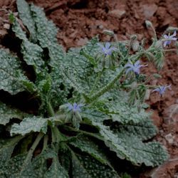 Borago trabutii