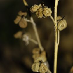 Cynoglossum cheirifolium subsp. heterocarpum