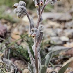 Cynoglossum cheirifolium subsp. heterocarpum