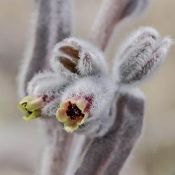 Cynoglossum cheirifolium subsp. heterocarpum