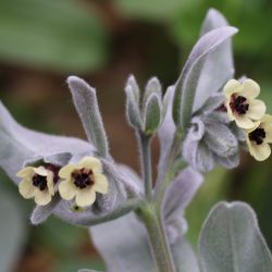 Cynoglossum cheirifolium subsp. heterocarpum