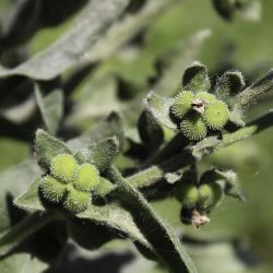 Cynoglossum creticum