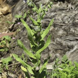 Cynoglossum dioscoridis