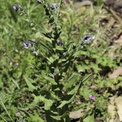 Cynoglossum dioscoridis