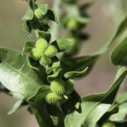 Cynoglossum dioscoridis