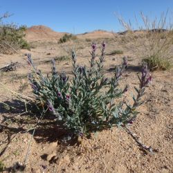 Echiochilon simonneaui