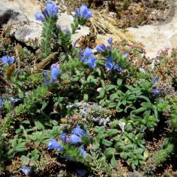 Echium arenarium