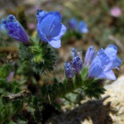 Echium arenarium