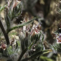 Echium asperrimum