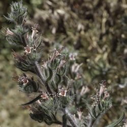 Echium asperrimum