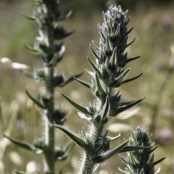 Echium boissieri