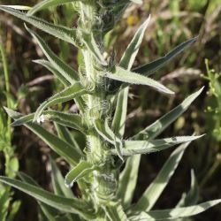 Echium boissieri