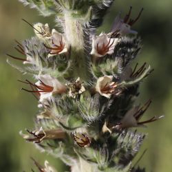 Echium boissieri