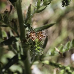 Echium flavum