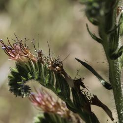 Boraginaceae