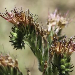 Echium flavum