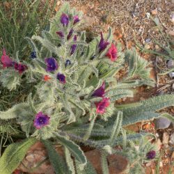 Echium horridum