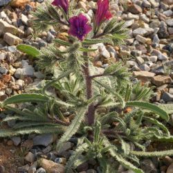 Echium horridum