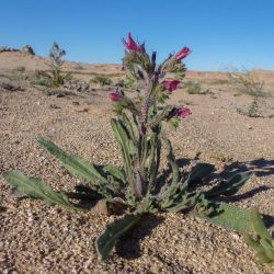 Echium horridum