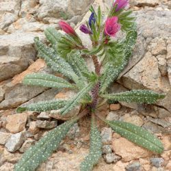 Echium horridum