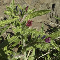 Echium horridum