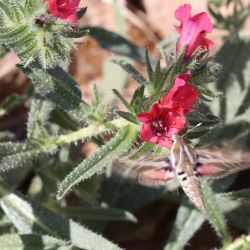 Echium horridum