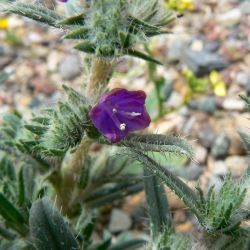 Echium humile subsp. pycnanthum