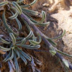 Echium humile subsp. pycnanthum