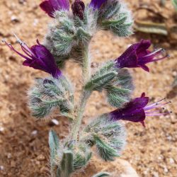 Echium humile subsp. pycnanthum