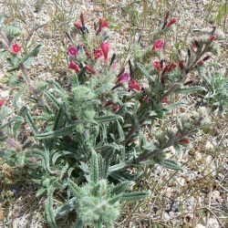 Echium humile