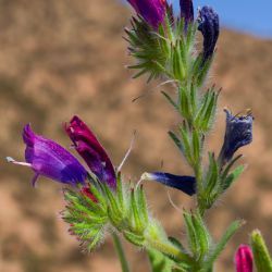 Echium modestum