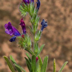 Echium modestum